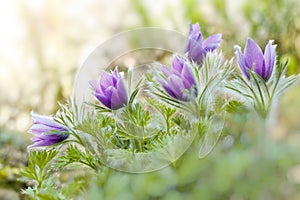 Purple pasque flowers in springtime photo