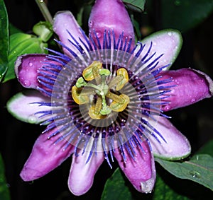 Purple Passion Flower