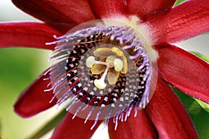 Purple Passion flower