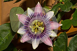 Purple Passion Flower