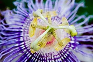 Purple passion flower