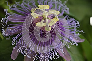 Purple Passion Flower Closeup