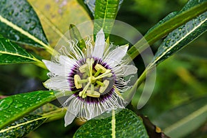 Purple Passion Flower, Koh Samet, Thailand