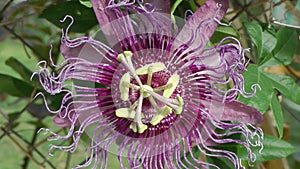 A Purple Passion Flower with Pale Yellow Stamen