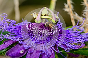 Purple Passion Flower - Passiflora - with honeybee