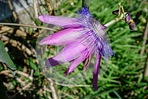 Purple Passion flower Passifloraceae growing in an English garden