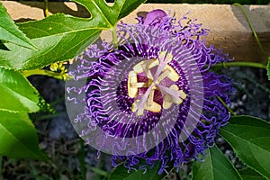 Purple passion flower vine growing on trellis