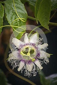 Purple passion fruit flower closeup, species Passiflora edulis, commonly used as garden ornamental climber besides agriculture