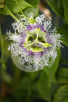 Purple passion fruit flower closeup, species Passiflora edulis, commonly used as garden ornamental climber besides agriculture