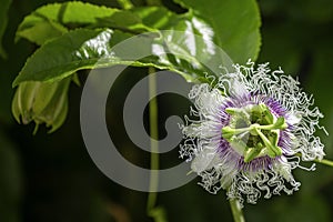Purple passion fruit flower closeup, species Passiflora edulis, commonly used as garden ornamental climber besides agriculture