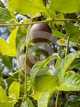 purple passion fruits (Passiflora edulis) hanging from a passionfruit vine with blurred background