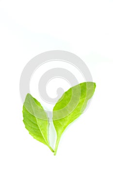 Purple passion vine Leaf white background in studio