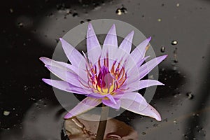 Purple Passion Water Lily