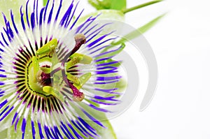 Purple Passionflower