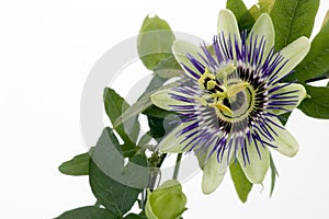 Purple Passionflower photo