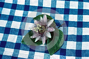Purple passionflower bloom on blue checked tablecloth