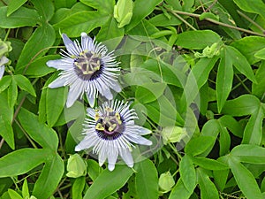 Purple Passionflower flowers and vine in backyard