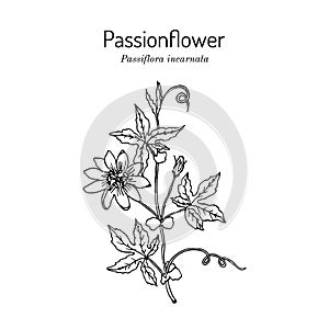 Purple passionflower Passiflora incarnata, medicinal plant. photo