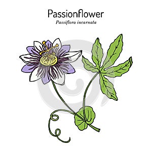 Purple passionflower Passiflora incarnata , medicinal plant photo