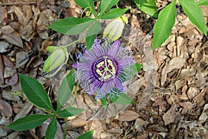 Purple passionflower Passiflora incarnata Purple passion vine, Maypop photo