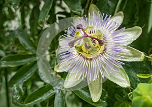 Purple passionflower twining vine