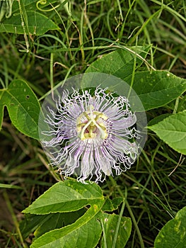 Purple Passionflower photo