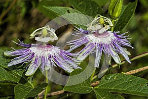 Purple Passionflowrer Maypop - Passiflora incarnata