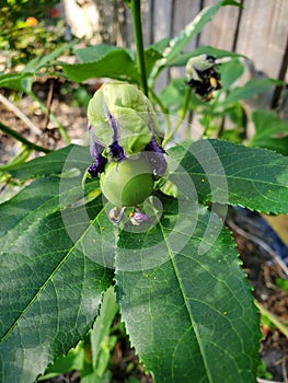 Purple passionvine fruit photo