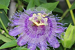Purple passionvine maypop flower photo