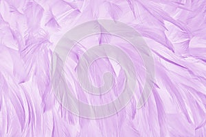 Purple pastel bird feathers pattern texture background