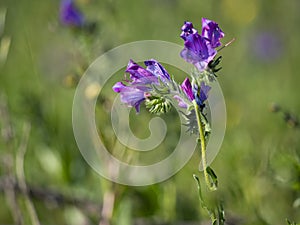 Purple Paterson`s curse flower weed