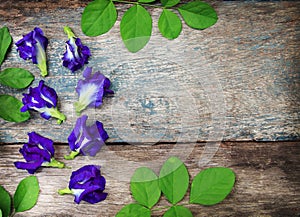 Purple pea flowers Placed on an old piece of wood