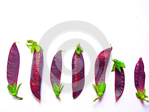 Purple pea pods on white background