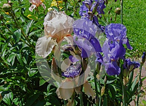 Purple and Peach Colored Bearded Iris