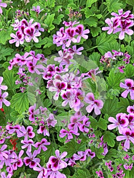 Purple Pelargonium Fragrans Geranium flowers