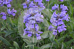 Purple Penstemon in the Blue Hour: up close