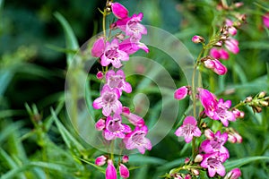 Purple Penstemon Flower In Sri Lanka