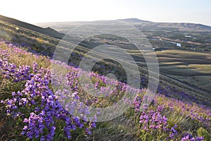 Purple Penstemon overlooking Horse Heaven Hills & Rattlesnake Mountain