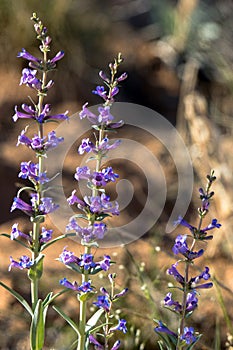 Purple penstemon wildflowers in Utah