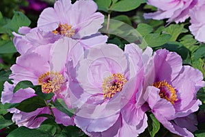 The Purple Peony Flower