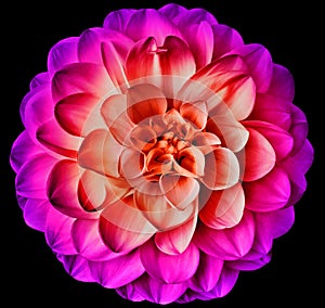 Purple peony flower on black isolated background with clipping path. Closeup. For design. Nature