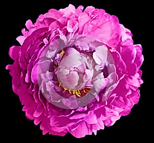 Purple  peony  flower  on black solated background with clipping path. Closeup.