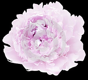 Purple  peony flower  on black  solated background with clipping path. Closeup. For design.