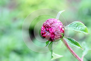 Purple peony flower buds after rain. photo