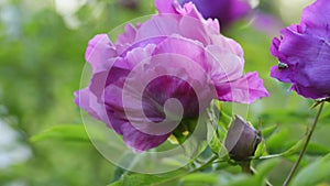 Purple peony flower natural background