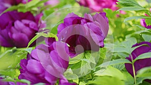 Purple peony flower natural background