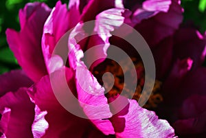 Purple peony flower petals close up macro texture detail, blurry bokeh