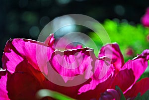 Purple peony flower petals close up macro texture detail, blurry green leaves bokeh, natural organic