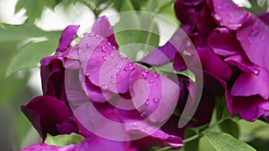 Purple peony flower after rain