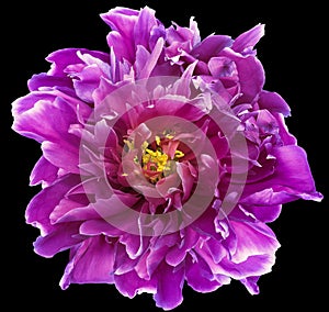 Purple peony flower on white isolated background with clipping path. Closeup. For design